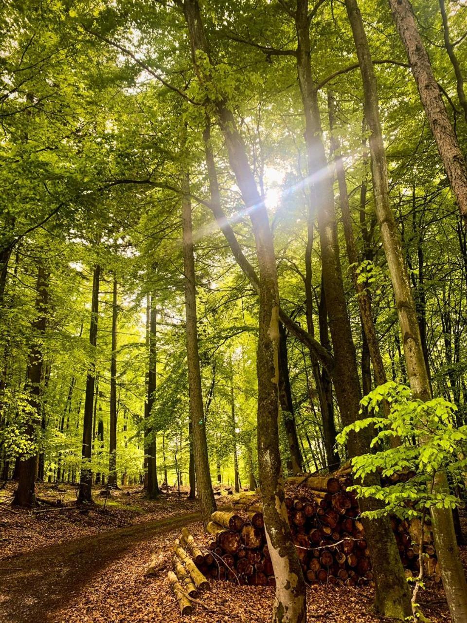 Fewo_Ortszeit Haintchen Dış mekan fotoğraf